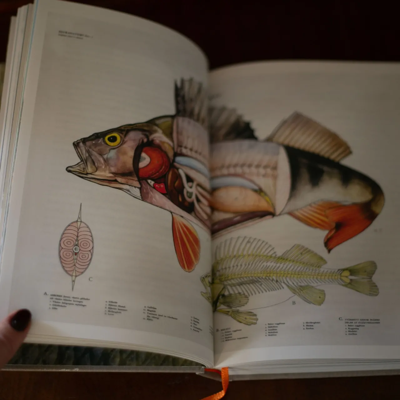 Sale Bok Abborrbibeln Sommarfavoriter|Julklappstips