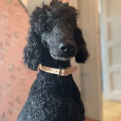 New Hundhalsband 18mm Natur Hundhalsband