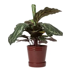 Kruka Alve M Burgundy Krukor