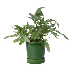 Discount Kruka Alve M grön Krukor