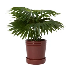 Online Kruka Alve S Burgundy Krukor