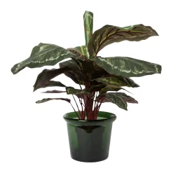 Best Kruka Glas L grön Krukor|Adventspresenter