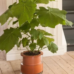 Hot Kruka Wet Pot L Krukor|Sommarfavoriter