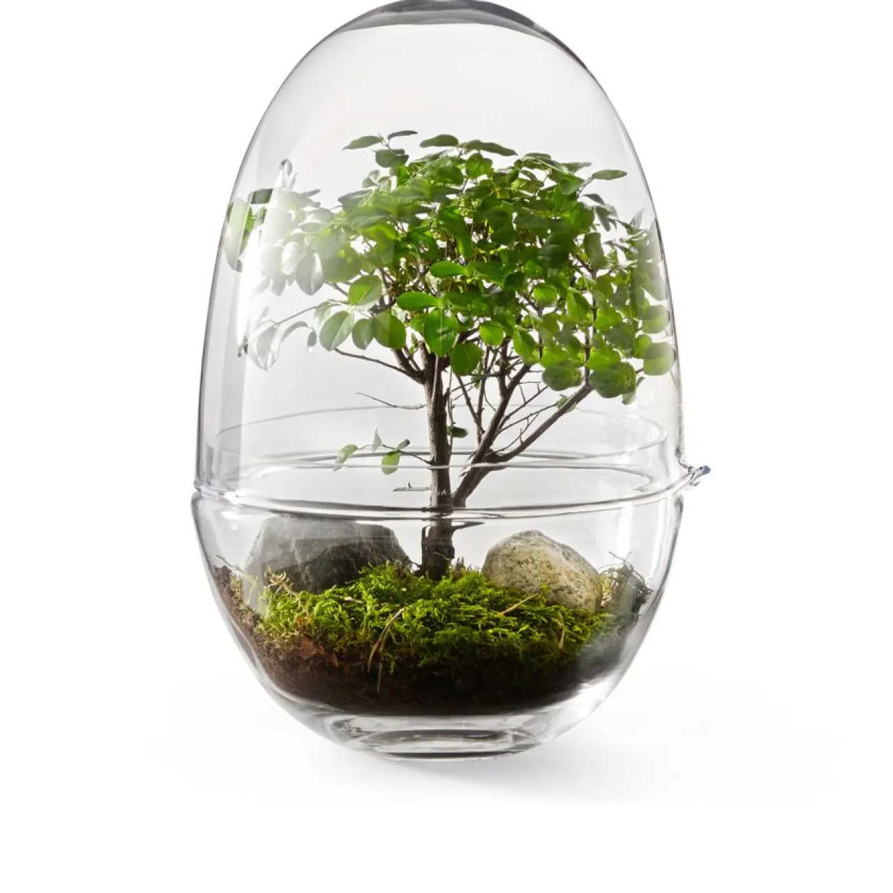 Sale Växthus Grow Glas L Vaser