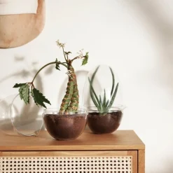 Sale Växthus Grow Glas L Vaser