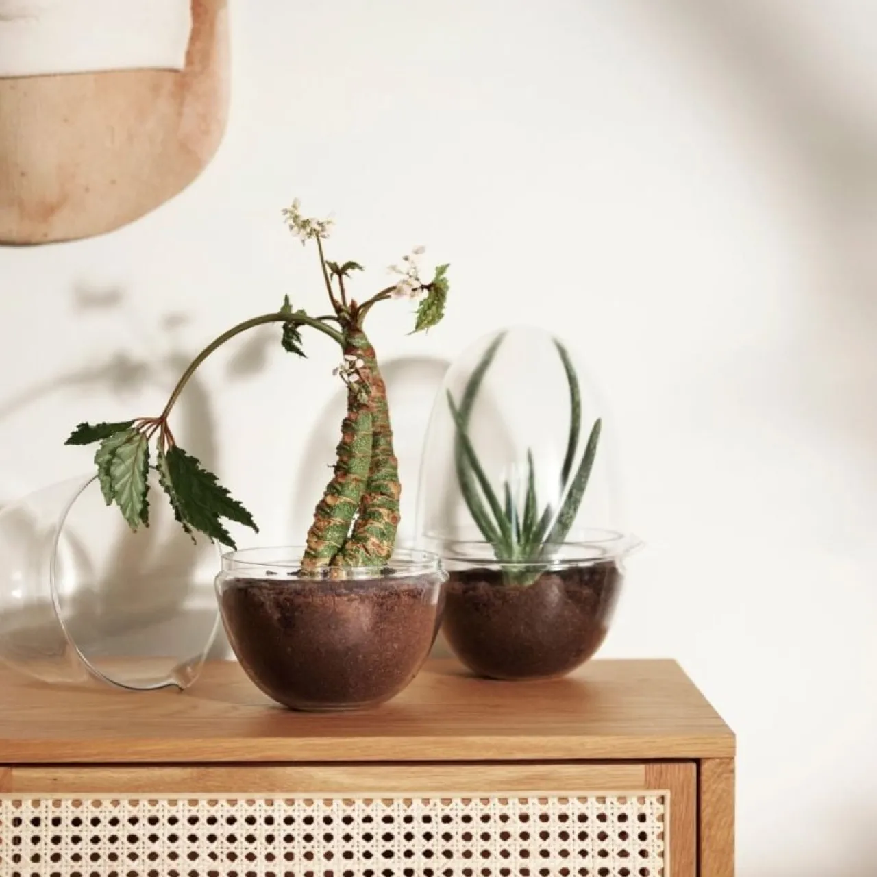 Sale Växthus Grow Glas L Vaser