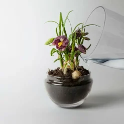 Discount Växthus Grow Glas M Vaser