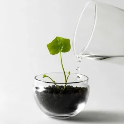 Clearance Växthus Grow Glas S Vaser