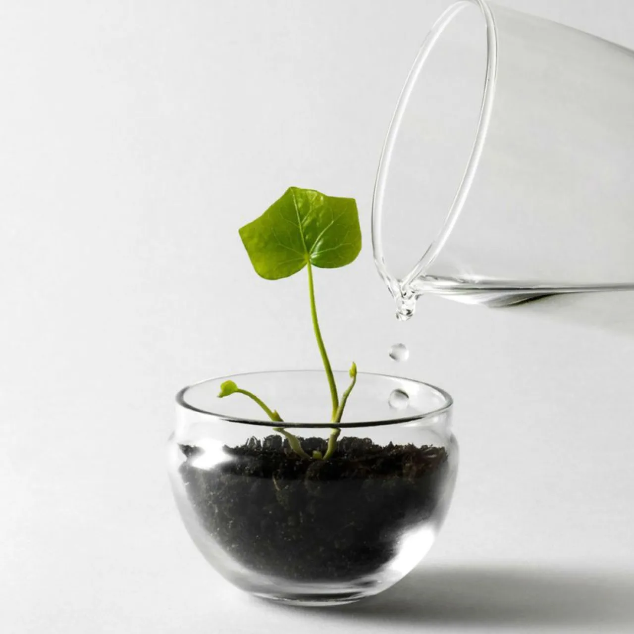 Clearance Växthus Grow Glas S Vaser