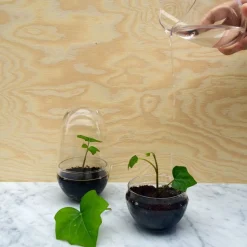 Clearance Växthus Grow Glas S Vaser