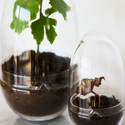 Clearance Växthus Grow Glas S Vaser