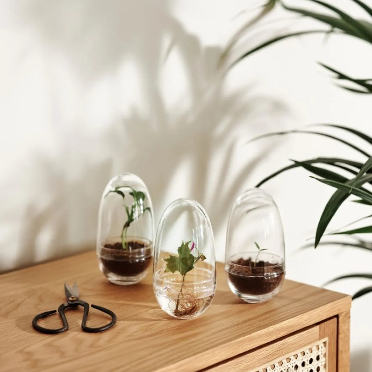 Clearance Växthus Grow Glas S Vaser