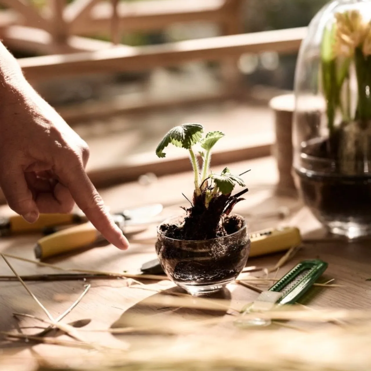 Clearance Växthus Grow Glas S Vaser